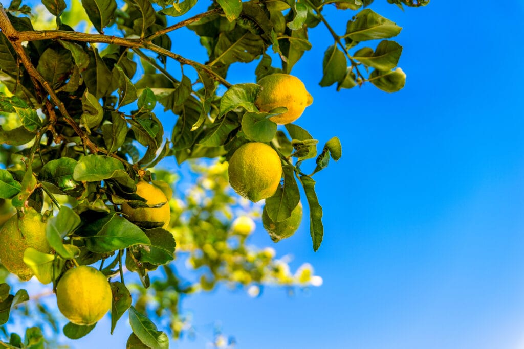 Zitronenbaum mit reifen Früchten vor strahlend blauem Himmel bei Casa Luisa in Andalusien